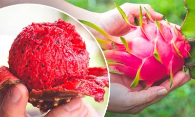 Pitaya vs Pitahaya