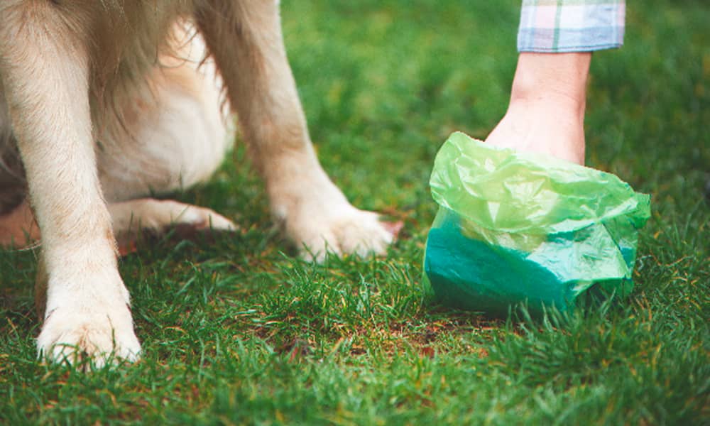 Es importante recoger las heces de las mascotas para no contaminar el medio ambiente